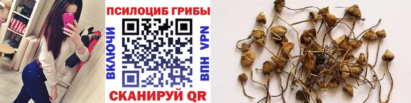 Галлюциногенные грибы Psilocybe  Купить закладки  Биробиджан 